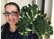 SPRAY FREE BROCCOLI  3 For $4.00 Katikati Grown